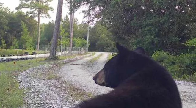 Franklin County, FL, Sheriff A.J. 'Tony' Smith says his office has received more than 40 calls about bears in the last year. 'Bear management is not my day job,' he complained on Facebook, calling for state help.