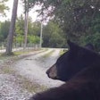 Franklin County, FL, Sheriff A.J. 'Tony' Smith says his office has received more than 40 calls about bears in the last year. 'Bear management is not my day job,' he complained on Facebook, calling for state help.
