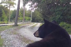 Franklin County, FL, Sheriff A.J. 'Tony' Smith says his office has received more than 40 calls about bears in the last year. 'Bear management is not my day job,' he complained on Facebook, calling for state help.