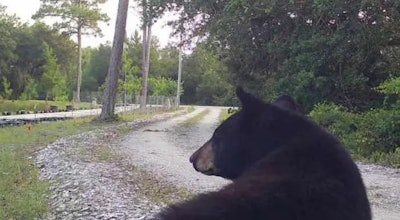 Franklin County, FL, Sheriff A.J. 'Tony' Smith says his office has received more than 40 calls about bears in the last year. 'Bear management is not my day job,' he complained on Facebook, calling for state help.