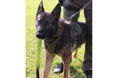 Columbia County (FL) Sheriff’s K-9 Chaos was lost in the woods during a suspect search. The German shepherd is off his leash and deputies are asking for help from the public finding him.