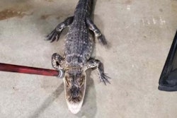 A four-foot alligator was captured in a neighborhood last week by Piscataway, NJ, officers.