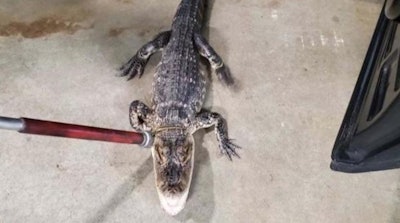 A four-foot alligator was captured in a neighborhood last week by Piscataway, NJ, officers.