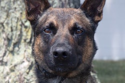 K-9 Yoda, a U.S. Customs and Border Patrol K-9, was instrumental in the capture of escaped murderer Danelo Calvacante.