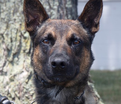 K-9 Yoda, a U.S. Customs and Border Patrol K-9, was instrumental in the capture of escaped murderer Danelo Calvacante.