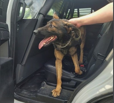 Lost Columbia County, FL, Sheriff's K-9 Chaos comes home in the back of a patrol vehicle.
