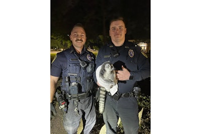 Springfield, MO, officers with lemur escapee in custody.