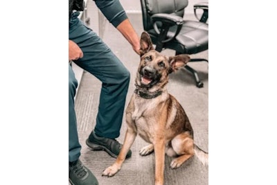 Crown Point, Indiana, police K-9 Jack was attacked during a traffic stop Sunday. A veterinarian has cleared the three-year-old German shepherd.
