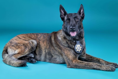 Las Vegas Metro Police K-9 Raider was stabbed early Monday during the apprehension of a burglary suspect.