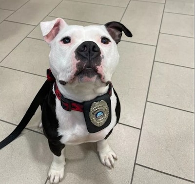 Bolo, the adopted pet of the Hopkinsville Police Department, carries a badge.