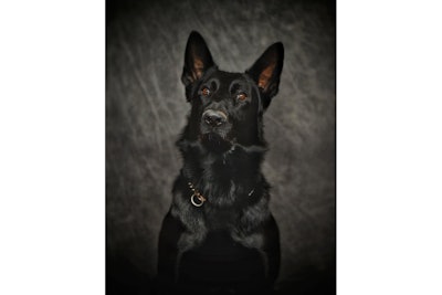 Franklin, Ohio, police K-9 Fury was killed in a crash Saturday morning.