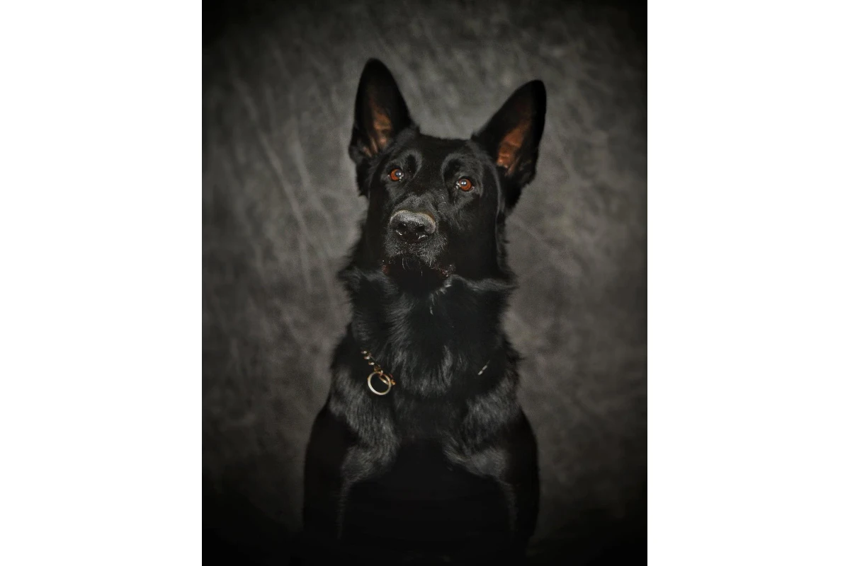 Ohio K-9 Killed, Officers Injured in Crash - Vimarsana News