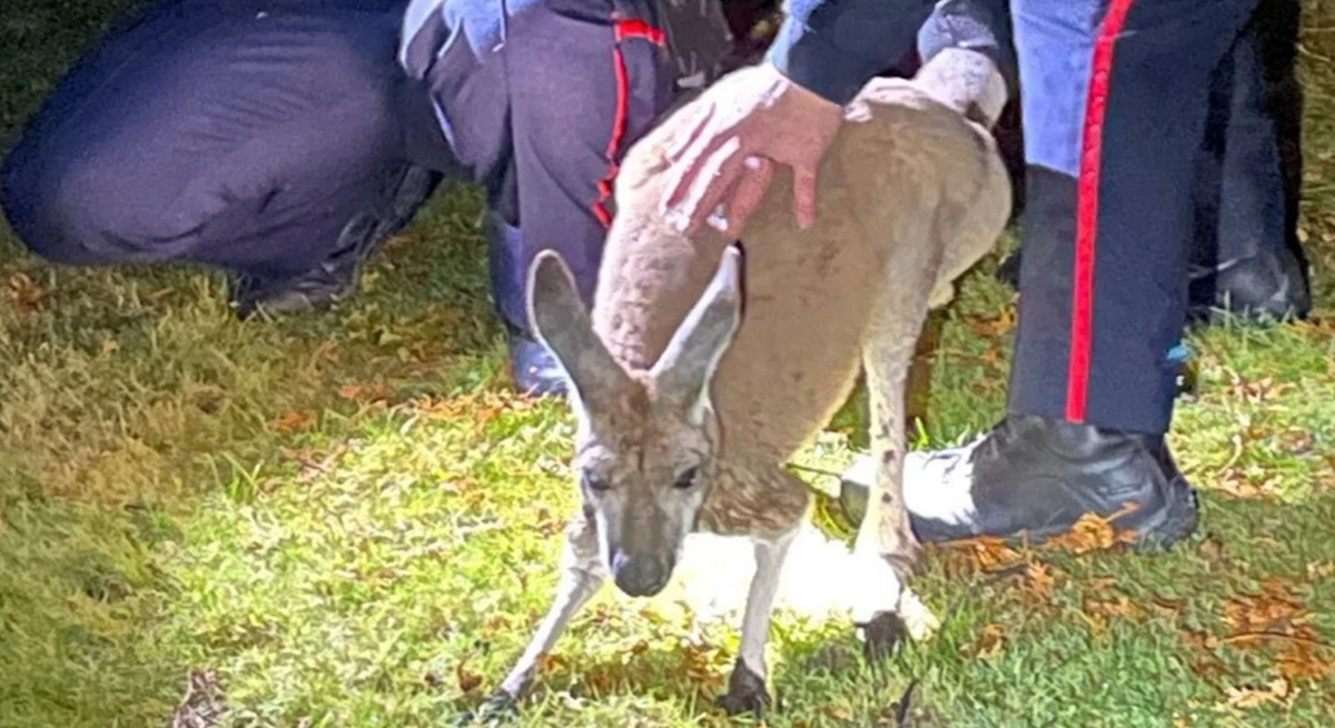 Canadian Officer Punched in Face by Escaped Kangaroo - Vimarsana News