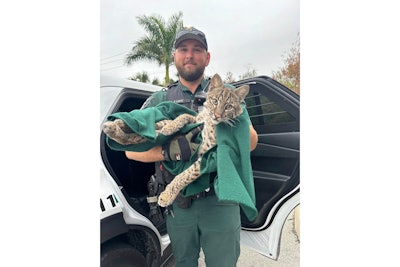 Deputy Vincent Lopez put on heavy gloves and used a blanket to protect himself as he went on hands on with an injured bobcat.