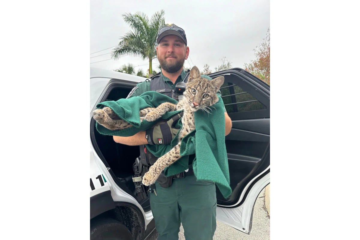 Florida Deputy Rescues Injured Bobcat - Vimarsana News