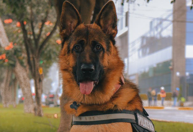 K 9 Intro