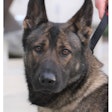 Tacoma Police K-9 Ronja was killed by a gang member in 2020.