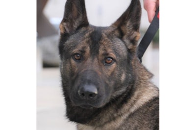 Tacoma Police K-9 Ronja was killed by a gang member in 2020.