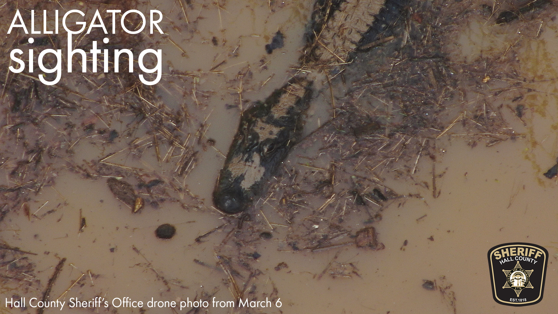 Drone image of alligator spotted in an area where a Hall County Sheriff's deputy was chased by one of the reptiles.