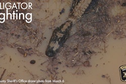 Drone image of alligator spotted in an area where a Hall County Sheriff's deputy was chased by one of the reptiles.