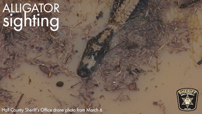 Drone image of alligator spotted in an area where a Hall County Sheriff's deputy was chased by one of the reptiles.