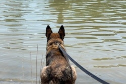 Handlers must be willing to act as a good decoy, which can make or break a dog.