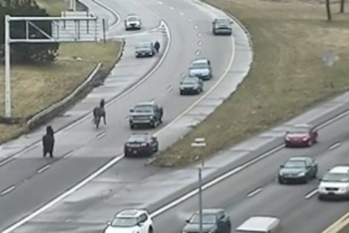 Escaped police horses wove through slowing traffic and then stopped it on Interstate 90 in the downtown Cleveland Saturday afternoon.