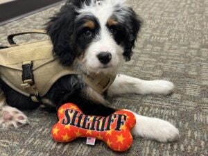 Leo is a new senior resource dog at the Douglas County Sheriff's Office.