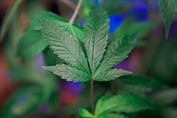 The legalization of marijuana complicates what to do with police dogs imprinted on the smell.