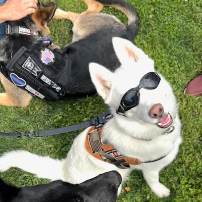 Angel, the country's first community policing dog, served the Richmond Heights, Ohio, community for many years.