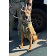 Los Angeles County Sheriff's K-9 Kjeld serves with the department's tactical unit. He was wounded Wednesday in Compton.