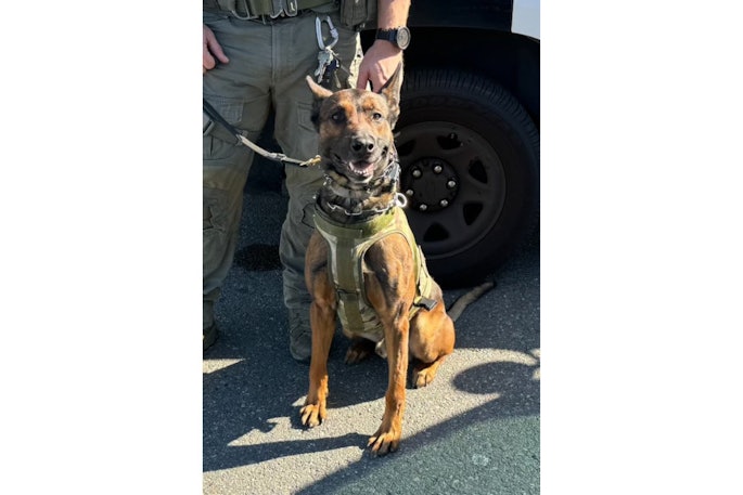 Los Angeles County Sheriff's K-9 Kjeld serves with the department's tactical unit. He was wounded Wednesday in Compton.