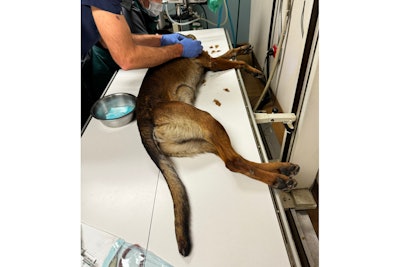 Los Angeles County Sheriff's K-9 Kjeld being treated for a gunshot wound.