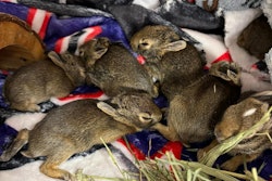 A deputy in Macomb County, MI, rescued baby rabbits from an airtight plastic bag after they were reported to have been tossed from a car.