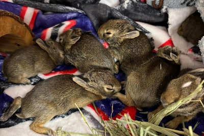 A deputy in Macomb County, MI, rescued baby rabbits from an airtight plastic bag after they were reported to have been tossed from a car.