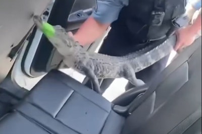 A Chatham County Police officer loads an alligator into the backseat of his patrol vehicle.