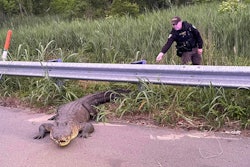 Brunswick County, North Carolina, Sheriff's deputy approaches large alligator on shoulder of U.S. Highway 17.
