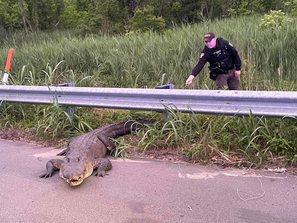 Brunswick County, North Carolina, Sheriff's deputy approaches large alligator on shoulder of U.S. Highway 17.