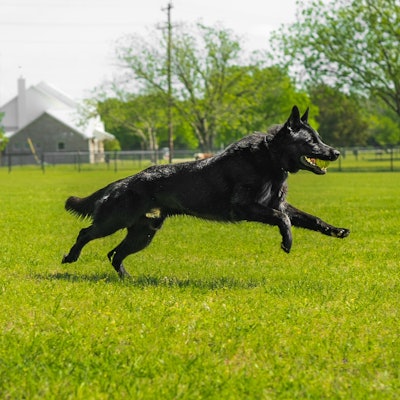 It's crucial to get a clear picture of the police dog's capabilities and compare them to a baseline test that filters out the good ones from the bad ones.