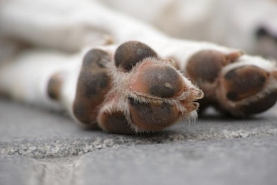 Taking proper care of a police dog's paws can increase their effectiveness on duty.