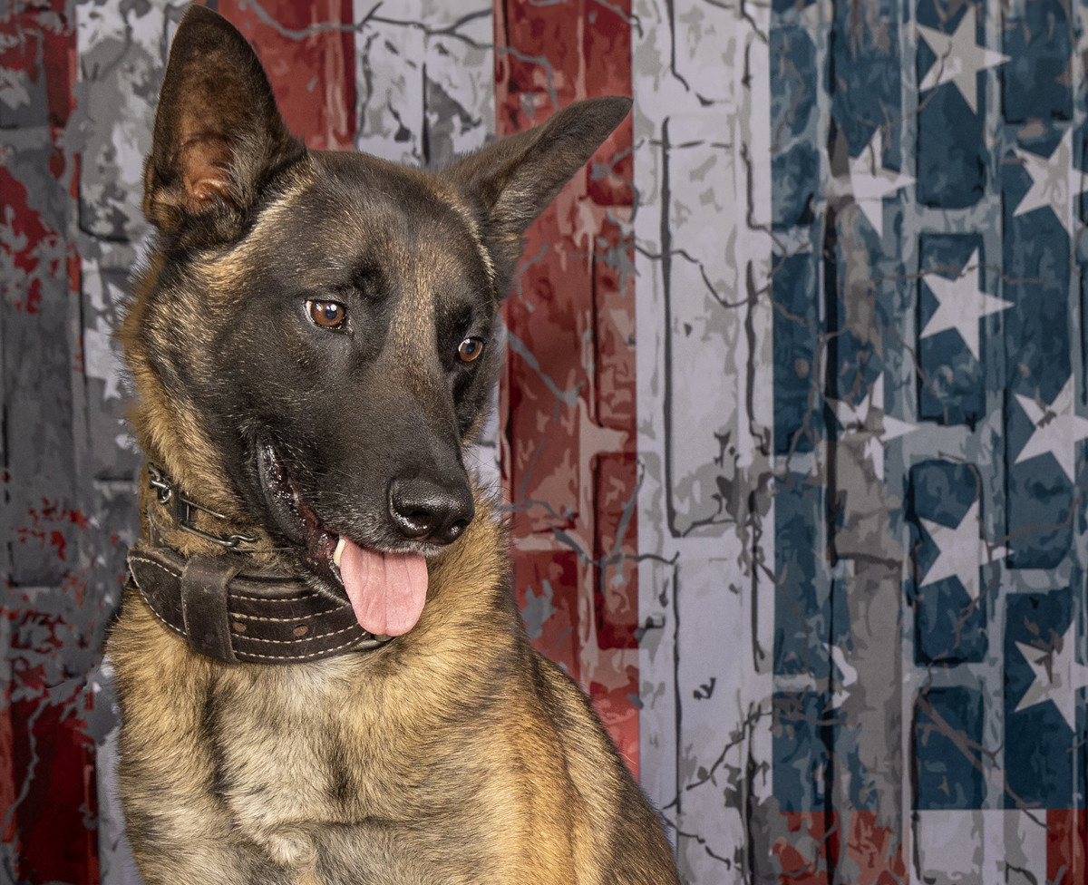K-9 Wick, a 3-year-old Belgian Malinois, served with the Richland County Sheriff’s Office for a year-and-a-half.