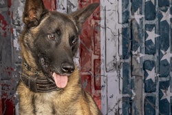 K-9 Wick, a 3-year-old Belgian Malinois, served with the Richland County Sheriff’s Office for a year-and-a-half.