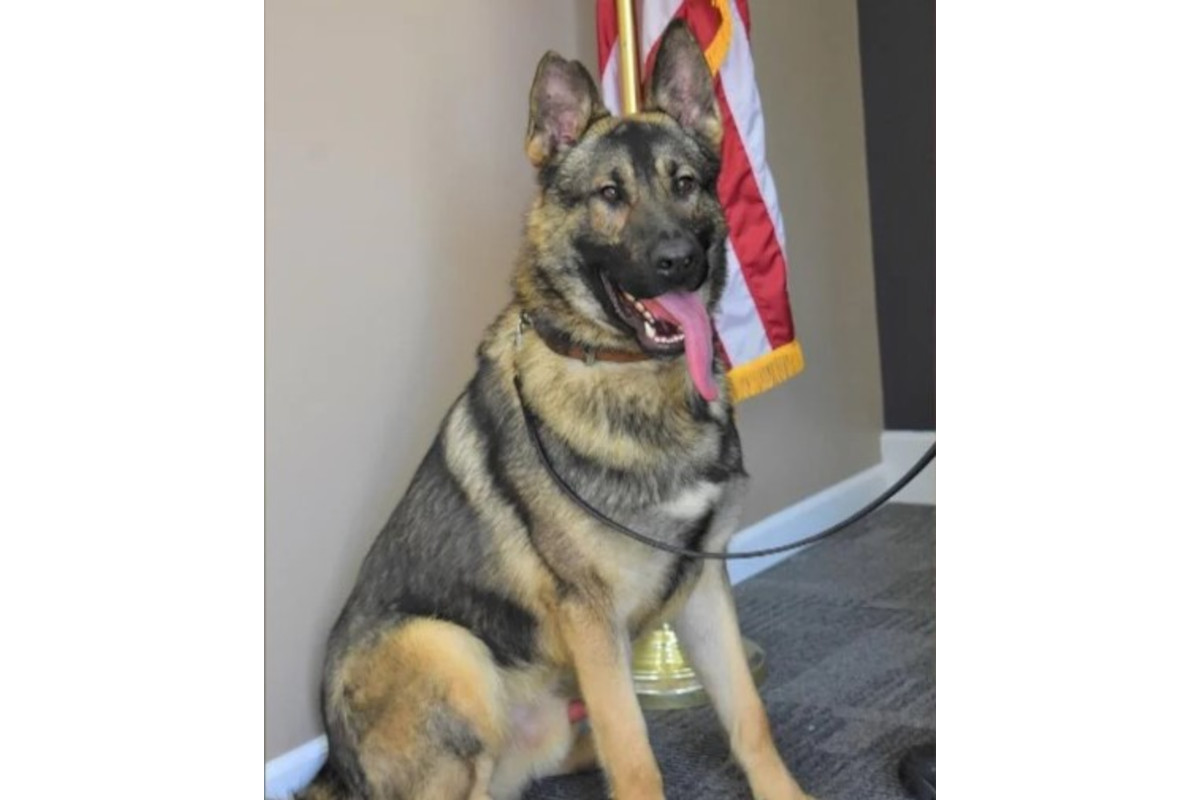 Savannah, Missouri, Police K-9 Horus died last week after being left in a vehicle.