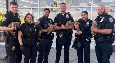 Puppy2 Screenshot 2024 06 19 165248