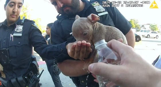NYPD officers give water to an overheated puppy Saturday. The officers rescues six distressed puppies from a bag. The owner had tied them into the bag and was trying to sell them on the sidewalk.