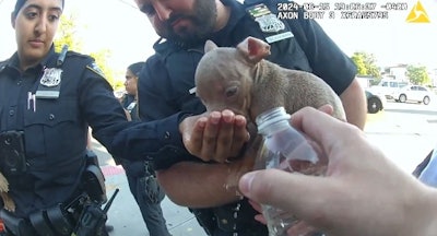 NYPD officers give water to an overheated puppy Saturday. The officers rescues six distressed puppies from a bag. The owner had tied them into the bag and was trying to sell them on the sidewalk.