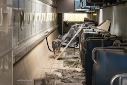 Besa is trained to detect concealed humans wherever they are hidden.