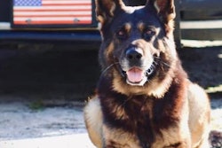 K-9 Archer of the Marion County (Florida) Sheriff's Office died Friday after an on-duty heat injury.