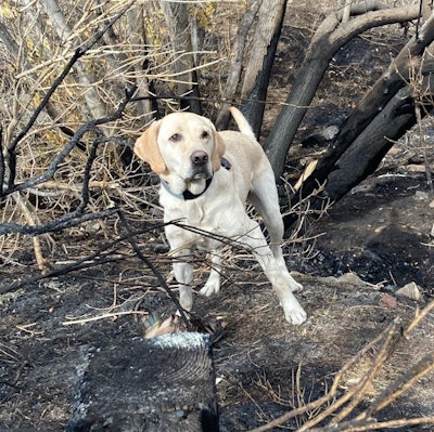 ROTC is a yellow lab certified as an ignitable liquid detection canine through Maine State Police.