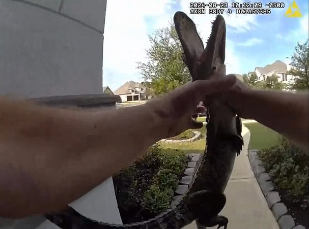 Fulshear, Texas, Police Lt. Bill Henry carries a juvenile alligator away from a local residence.